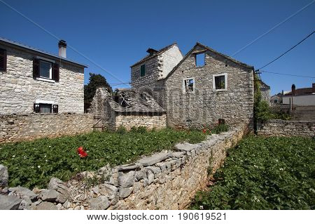 Old abandoned ruins and garden with potato stems Grohote Solta island