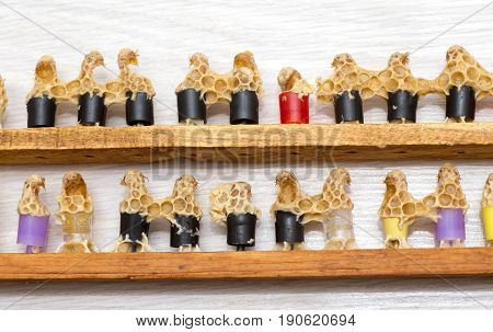Quilted queen bees on the frame. Errors in the breeding of queen bees. Plastic cups for queen cells. Destruction of the larvae of queen bees