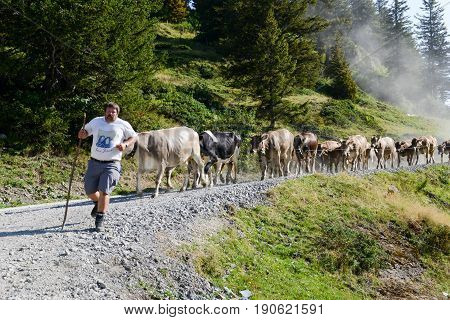 Engelberg, Switzerland - 13 August 2015: Farmer in front of his herd of cows at Truebsee over Engelberg on the Swiss alps