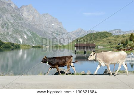 Herd Of Cows Walking In Front Of Lake Truebsee