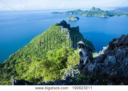 Amazing summer landscape with mountains sea blue sky sun and beautifulViewpoint Prachuap Bay.The dusky leaf monkey spectacled langur or spectacled leaf monkey.