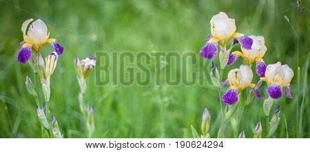Beautiful Nature background with Iris Flowers. Growing Flowers in the garden in the summer. Floral wallpaper with selective focus. Wide screen Web banner With Copy Space.