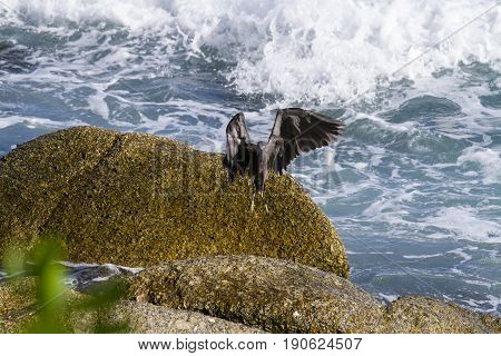 Pacific Reef Egret on the rock seaside aisia beach