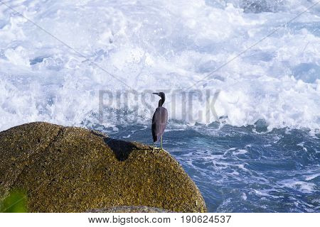 Pacific Reef Egret on the rock seaside aisia beach
