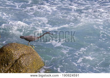 Pacific Reef Egret on the rock seaside aisia beach