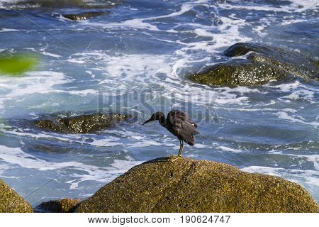 Pacific Reef Egret on the rock seaside aisia beach