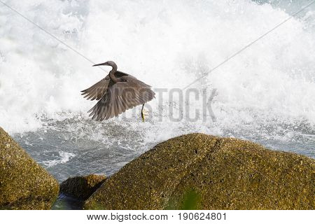 Pacific Reef Egret on the rock seaside aisia beach