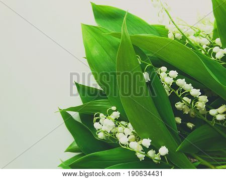 Lily of the valley nature background wallpaper bloom spring season summer white green color flora botany