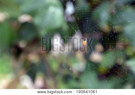 spider spider web spiderweb in garden little spider