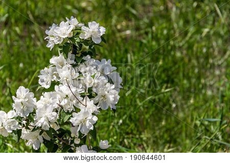 Field with green grass and flowers. Agroculture plant. Background wallpaper texture.