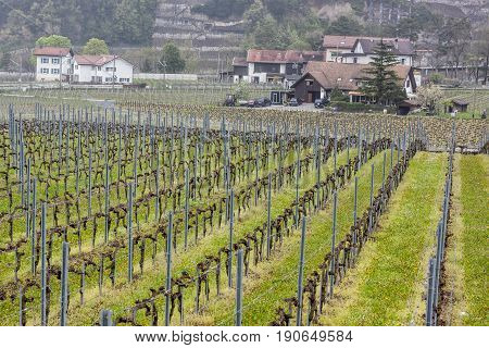 View on Vineyard - Aigle village  Switzerland.