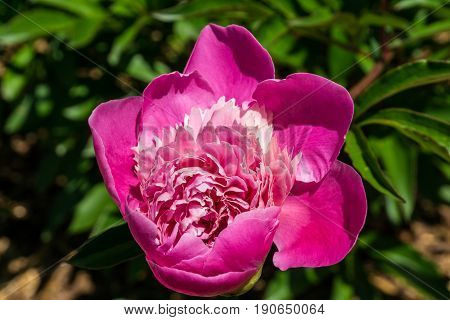 Purple rhododendron flower -  with green leaves