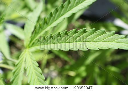 Cannabis Leaf Close Up High Quality Stock Photo