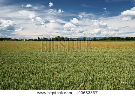 Springtime landscape in the park of Grugnotorto between Milan and Monza (Brianza Lombardy Italy) with poppies