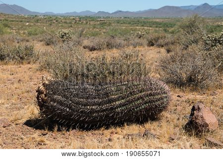 A fallen Fishhook Barrel Cactus is still an impressive sight along the Apache Wash Trail at the Phoenix Sonoran Preserve in Arizona USA