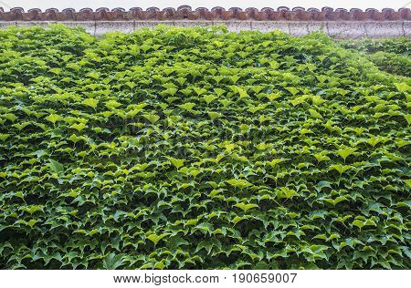 Wall totally covered by green ivy leaves. Trujillo downtown Spain