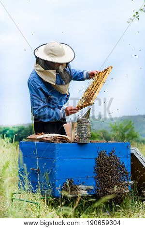 Beekeeper working in apiary bees. Apiculture. beekeeping
