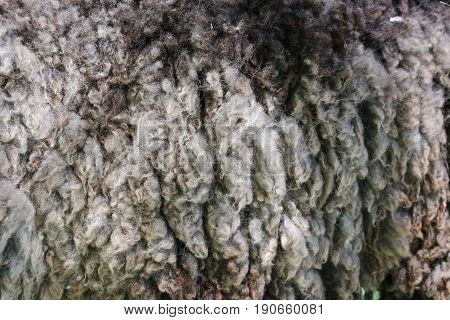 close up on hircus capra fur background