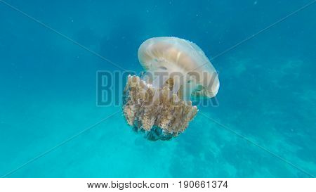 Jellyfish (Chrysaora fuscescens or Pacific sea nettle) in blue ocean water