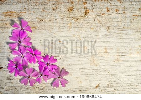Corner Frame From Pink Shaggy Phlox With Copy Space For Your Text