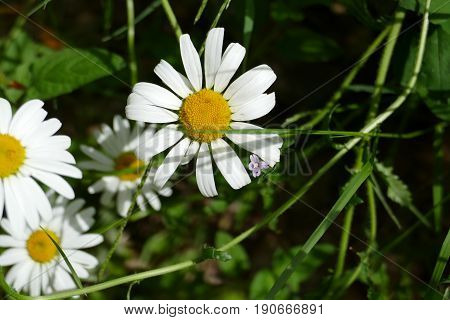 white, with yellow and green flower in the grass