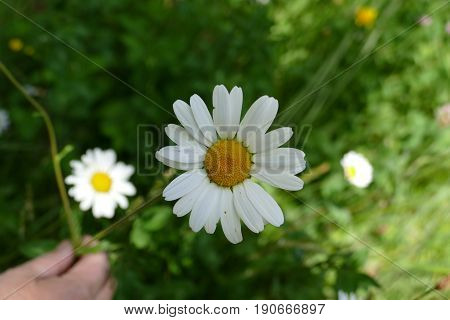 Yellow with white and green flower on the road