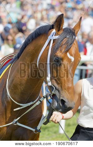 STOCKHOLM SWEDEN - JUNE 06 2017: Head of a brown arabian gallop race horse at Nationaldags Galoppen at Gardet. June 6 2017 in Stockholm Sweden