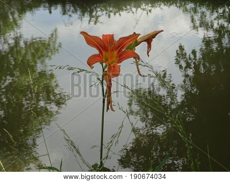 A tiger lily against a serene creek that reflects the trees around it.