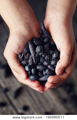 Healing berry honeysuckle in children's hands, rustic style