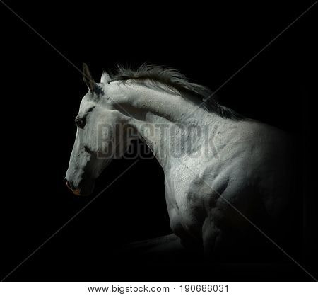 portrait of moving white stallion on black isolated