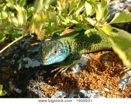 Lucertola predatorio