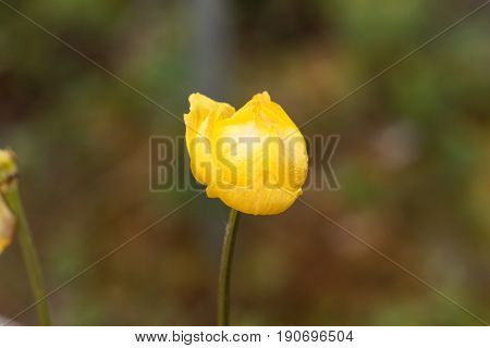 Macro photo of a globeflower (Trollius europaeus)