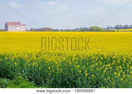 Bright-yellow Fields Of Rapeseed (brassica Napus) Also Known As Rape Oilseed Rape Rapa Rappi Rapasee