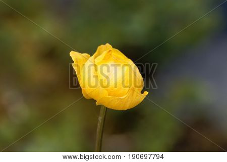 Macro photo of a globeflower (Trollius europaeus)