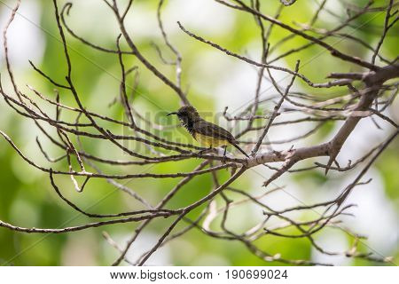 Bird (olive-backed Sunbird) On A Tree