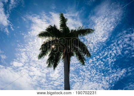 Sunlight shining through palm fronds creating a starburst effect with a blue and white sky in the background