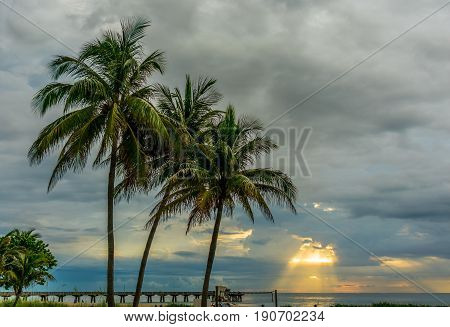 The yellow sun rays trying to break through the gray and blue cloudy skies behind palm trees on a South Florida beach one summer morning