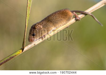 Harvest Mouse On Reed