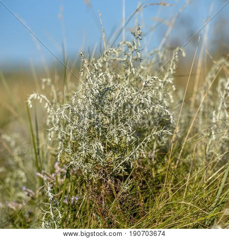 Sea Wormwood On Saltmarsh