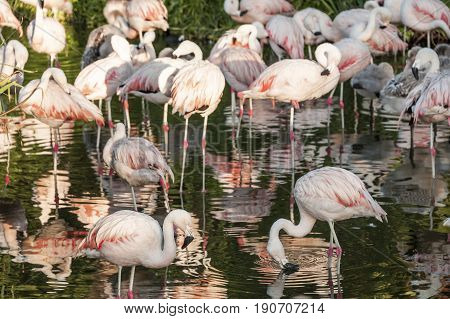 Flamingos Have Arrived In San Climente, Buenos-aires State, Argentina