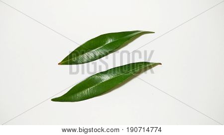 leaf tree photo element stock close up