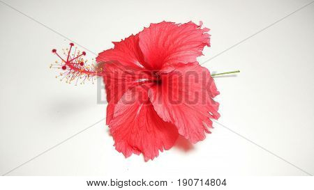 hibiscus flower close up element photo stock