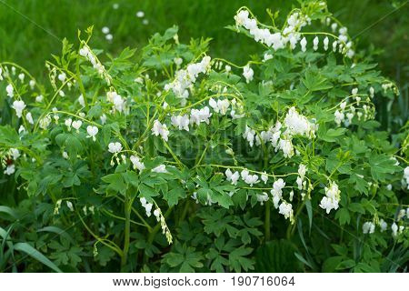 White bleeding heart flowers dicentra spectabilis in spring garden.