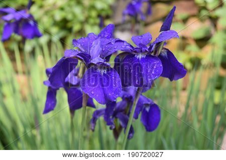 Pretty blooming purple Siberian iris flowers in a garden.