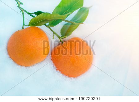 Oranges with green leaves in snow with before Christmas in sunny winter afternoon. closeup