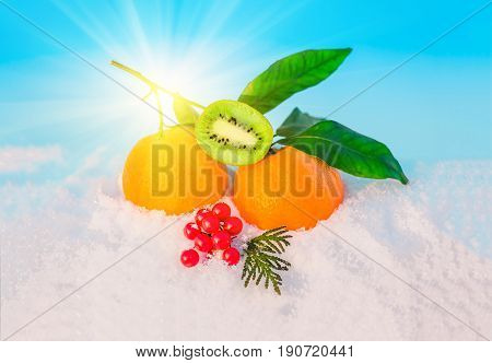 Christmas fruit in snow - orange red berries viburnum kiwi green leaf in snow before Christmas in sunny winter afternoon against the blue sky