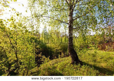 Birch Forest In Sunlight In The Morning