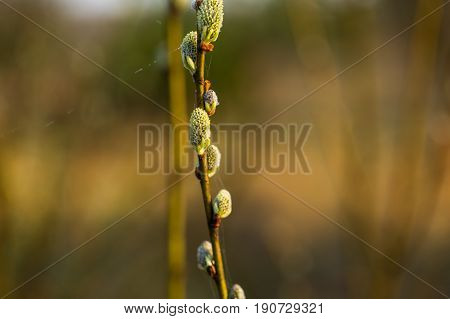 Willow Branches With Buds.