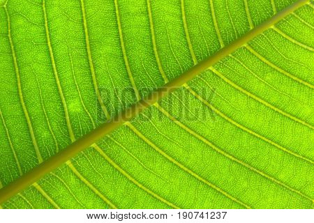 Close-up  texture on green leaves for background. Frangipani leaf.