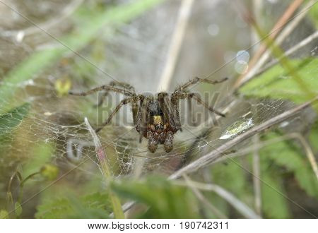 Labyrinth Spider - Agalena labrynthica
Grassland Spider in web